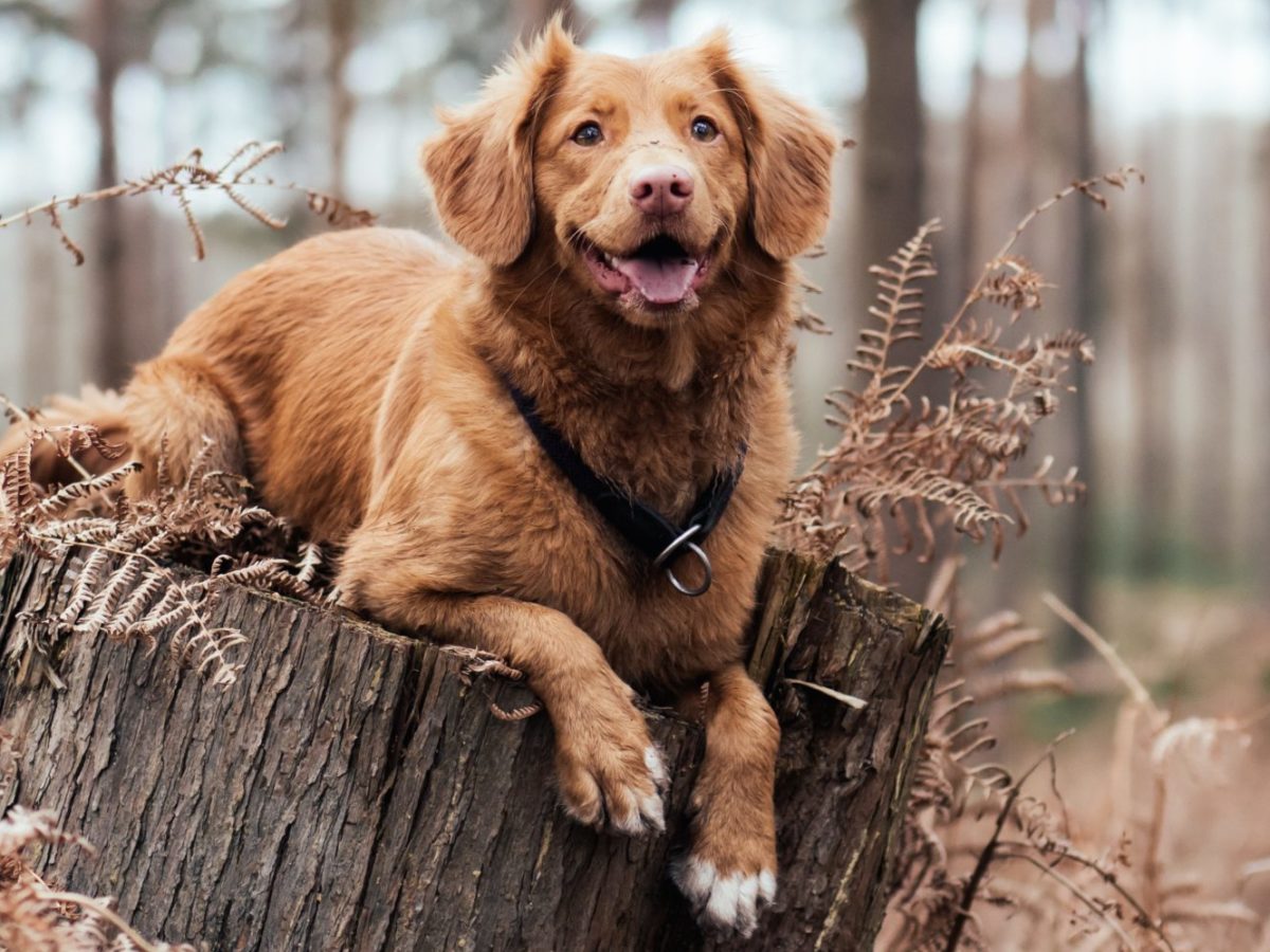 dog_on_tree