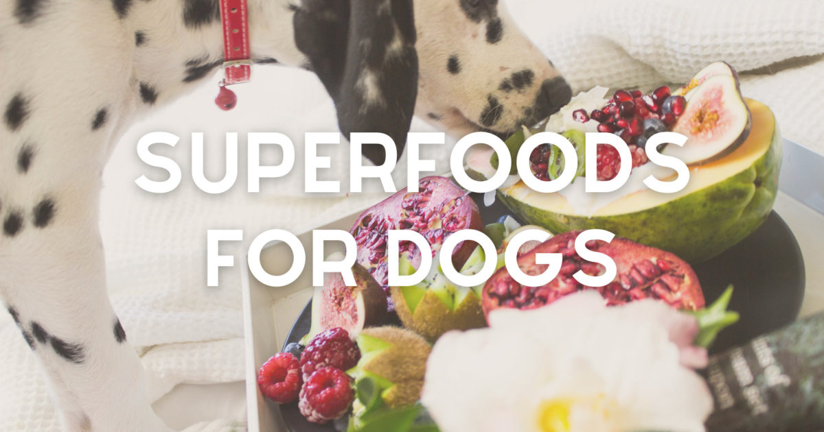 SuperFoods For Your Dog | Naturalistic Hound