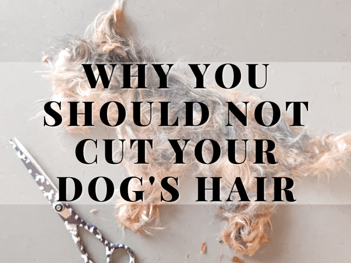 not_cut_dog_hair