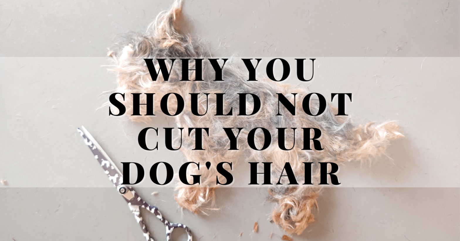 not_cut_dog_hair